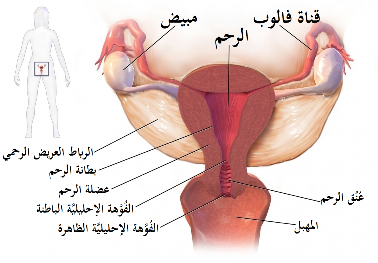 لازم تبقى الست حريصة , اعراض امراض الرحم