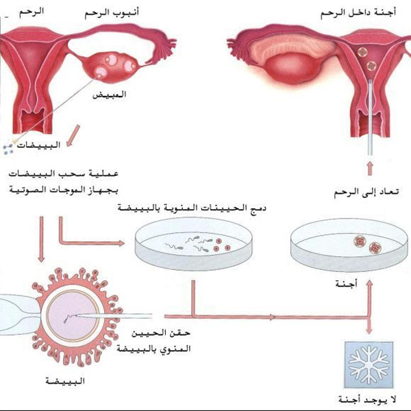 عوامل تساعد على انغراس الاجنة - ماذا يجعل الاجنة تلتصق بالرحم 1012 2