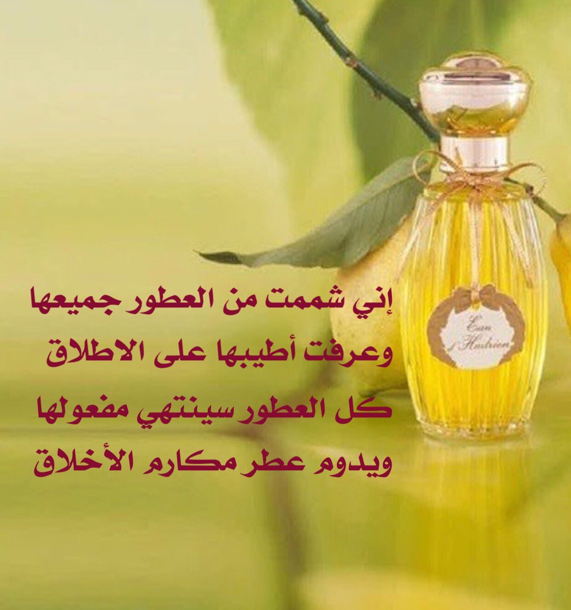 اني شممت من العطور جميعها-بيت شعر روعه 2155 1