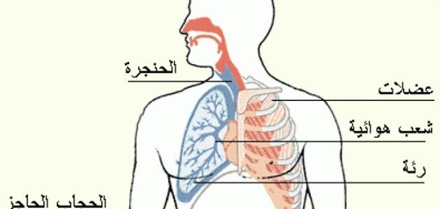 عملية التنفس عند الانسان - تمر عملية التنفس عند الانسان بعدة مراحل تعرف عليها 2747 1