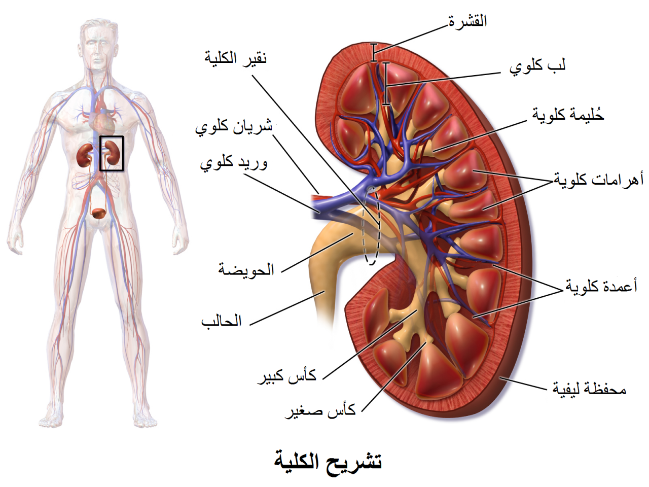 كيف يتم غسيل الكلى بالصور - اهم اجهزة الجسم الكلي 213