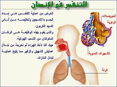 عملية التنفس عند الانسان - تمر عملية التنفس عند الانسان بعدة مراحل تعرف عليها 2747 2