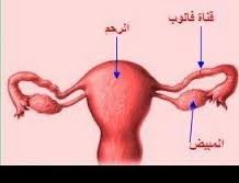 علامات نزول البويضة بالصور-من المعلومات الطبيه 1599