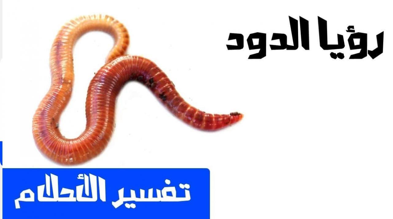 تفسير حلم الدود الابيض للحامل - هل الدود من الاحلام الجميلة 431