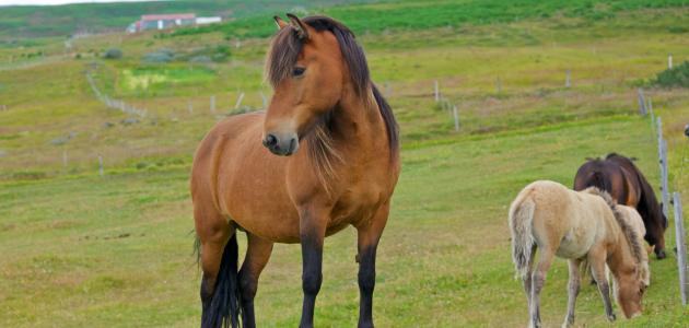 تفسير الخيل في الحلم - هل الحصان في المنام خير ام شر 203 1