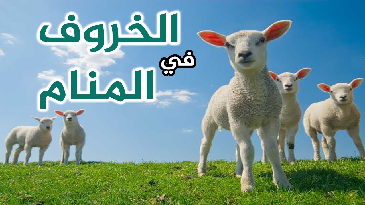 تفسير الاحلام ذبح الكبش , رايت ذبح خروف في منامي