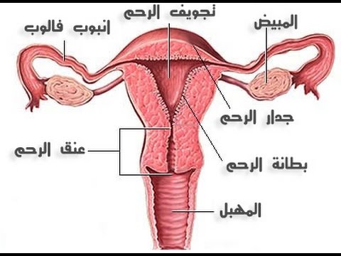 كم يوم التبويض - عدد ايام التبويض 999 1