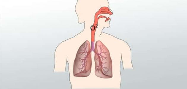 عملية التنفس عند الانسان - تمر عملية التنفس عند الانسان بعدة مراحل تعرف عليها 2747