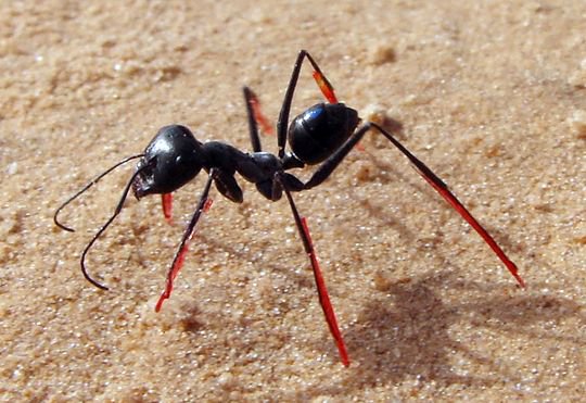 النمل الاسود في الحلم