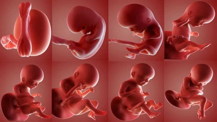 وضعية الجنين في الشهر السابع بالصور , اهم المعلومات عن الجنين ووضعه في
