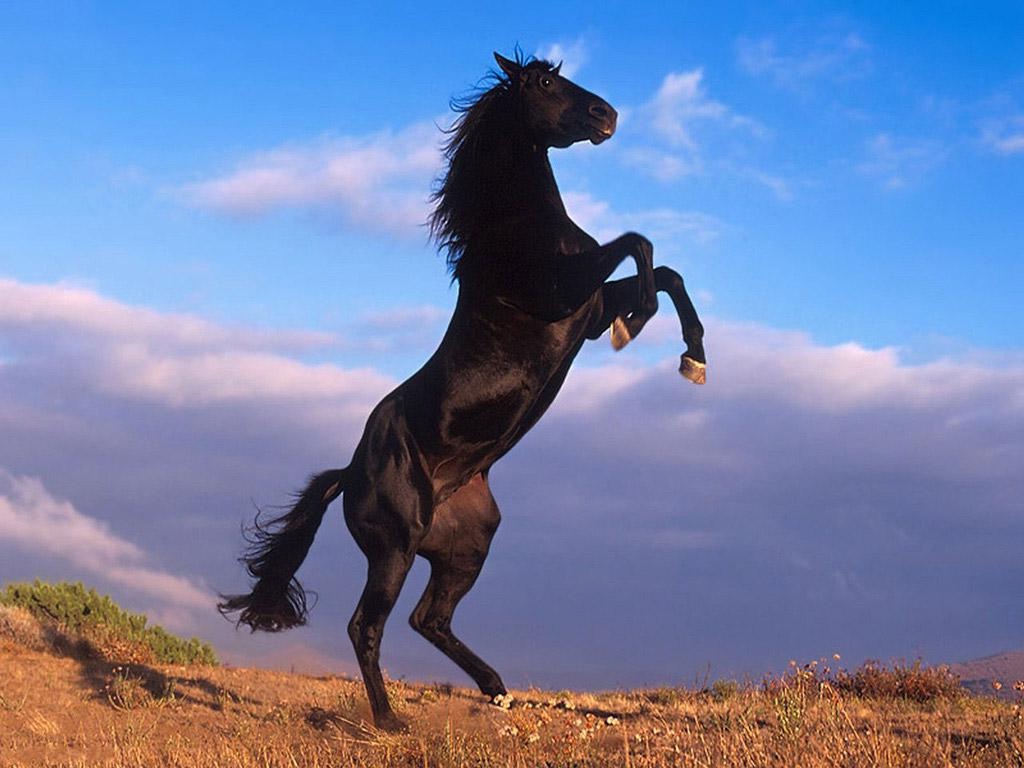 اجمل الخيول العربية الاصيلة في العالم الإسلامي