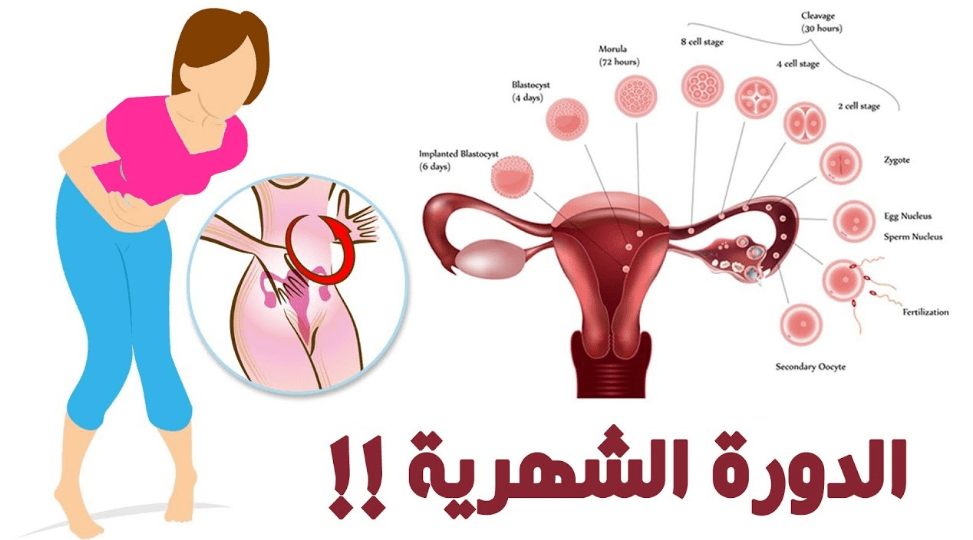 ماذا يحدث للرحم اثناء الدورة , البريود وما تفعله في جسم البنت