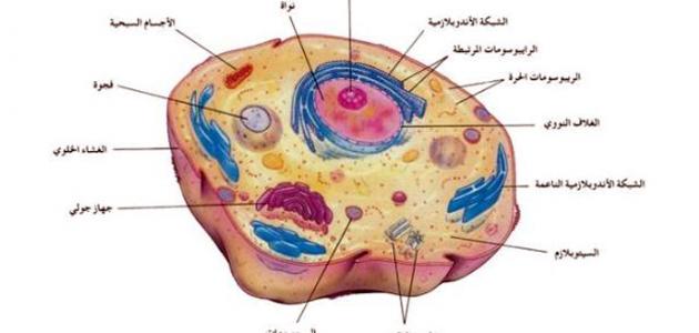 تركيب الخلية الحيوانية , من دروس الاحياء